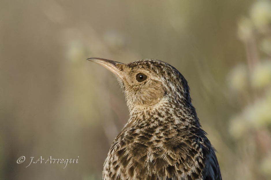 Alondra ricotí; alondra de dupont; Chersophilus duponti; Dupont´Lark Alondra ricotí; alondra de dupont; Chersophilus duponti; Dupont´Lark