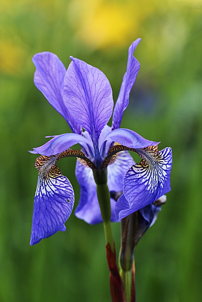 Iris