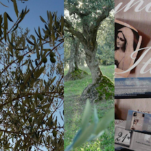 ADOPT AN OLIVE TREE