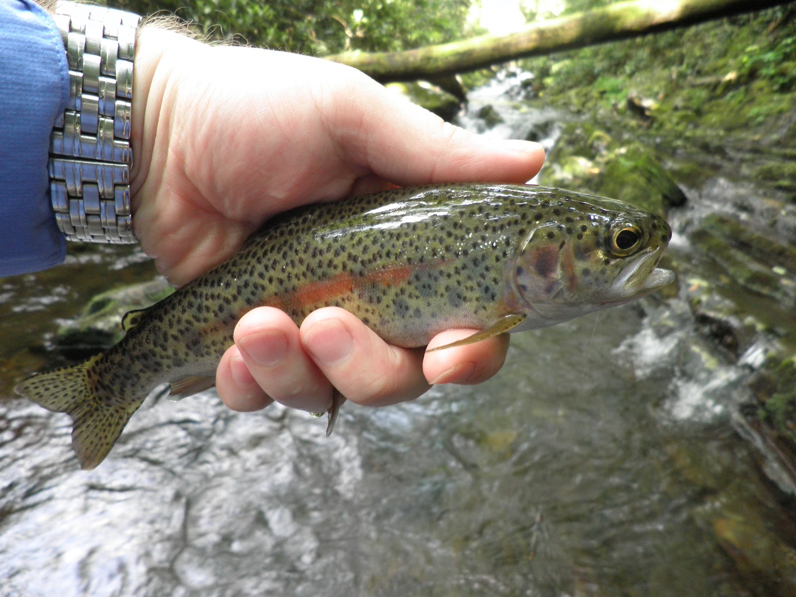 The River Beat Brook Trout of the Blue Ridge Mountains