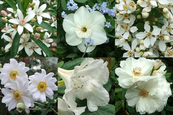 White Flowers World White Flowers