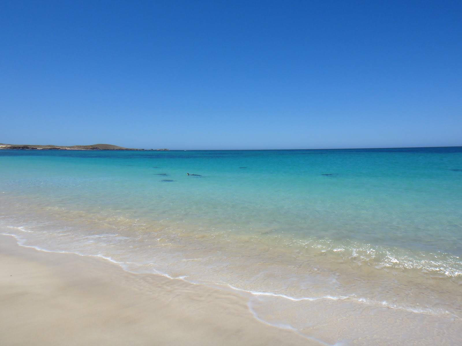 Scubavet The Montebello Islands
