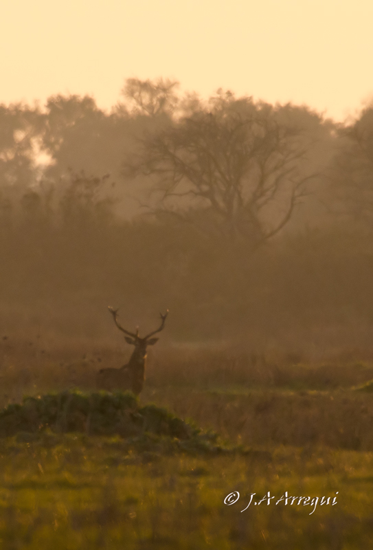 Ciervo, Cervus elaphus, Red Deer Ciervo, Cervus elaphus, Red Deer