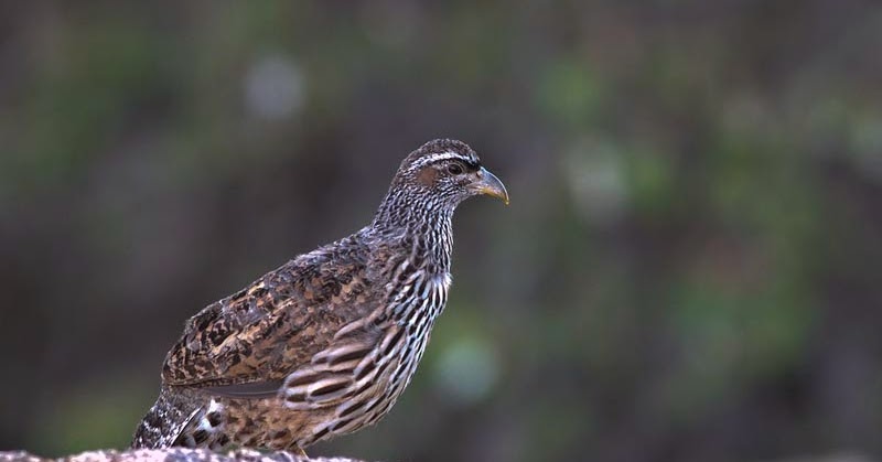 ZAGROS NATURE IMAGES: Francolins