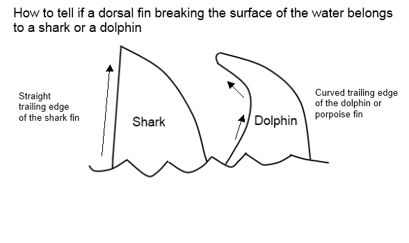 Herelution: Homologous and Analogous Traits