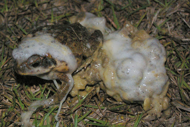 Dogs Getting High Licking Cane Toads Dogs Getting High Licking Cane Toads