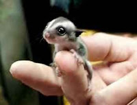 Baby_SugarGlider.jpg