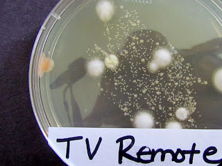 Learn To Grow: How to grow Bacteria Science Experiment