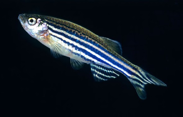 zebra fish zebra fish