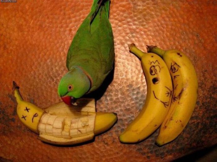 Gente Increíble Cosas Raras Cosas Graciosas Chistosas - imagenes raras pero chistosas