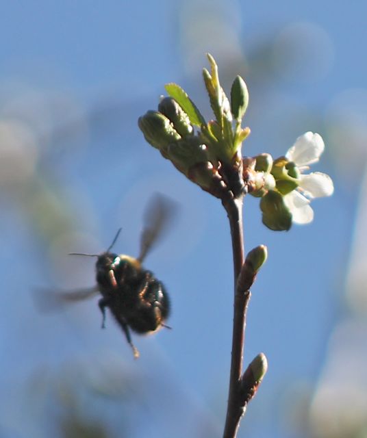 Cottage Country Reflections ZOMBIE BEES have you heard of them?