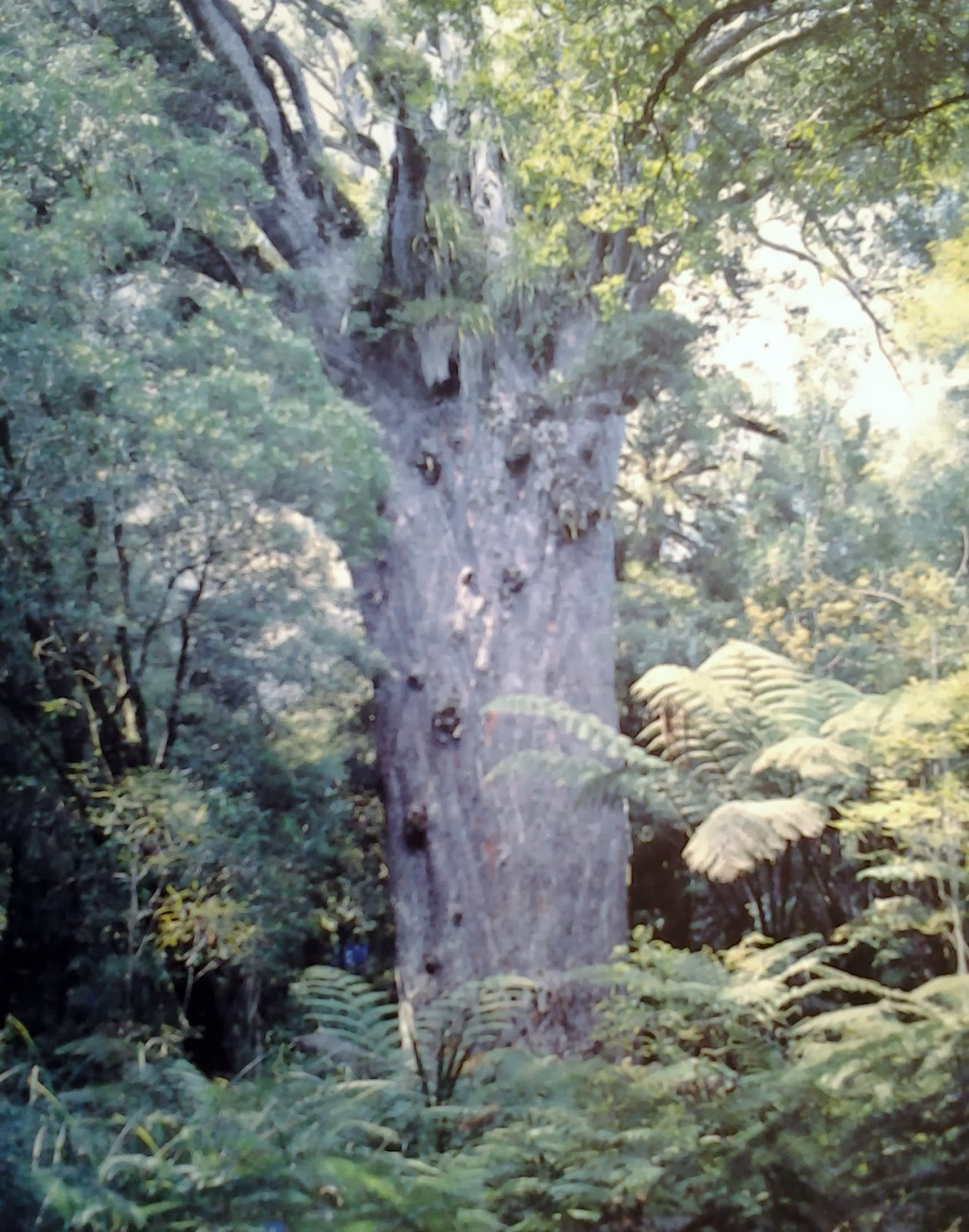 Part of the Past NZ History Majestic Kauri