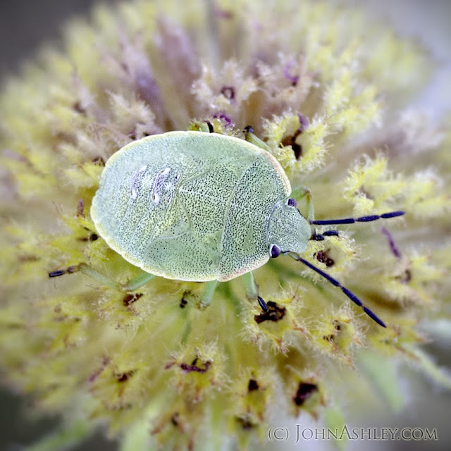 Larval green stink bug (c) John Ashley Larval green stink bug (c) John Ashley