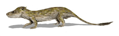 Oligokyphus