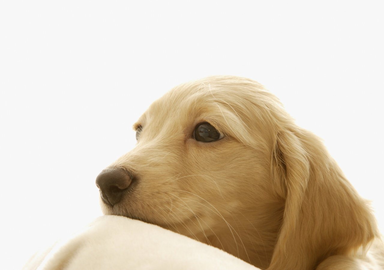 QQ Wallpapers: Cute Dogs HD Wallpapers Set 1