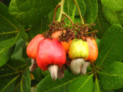 Maranones (tropical fruit from salvadorean real estate