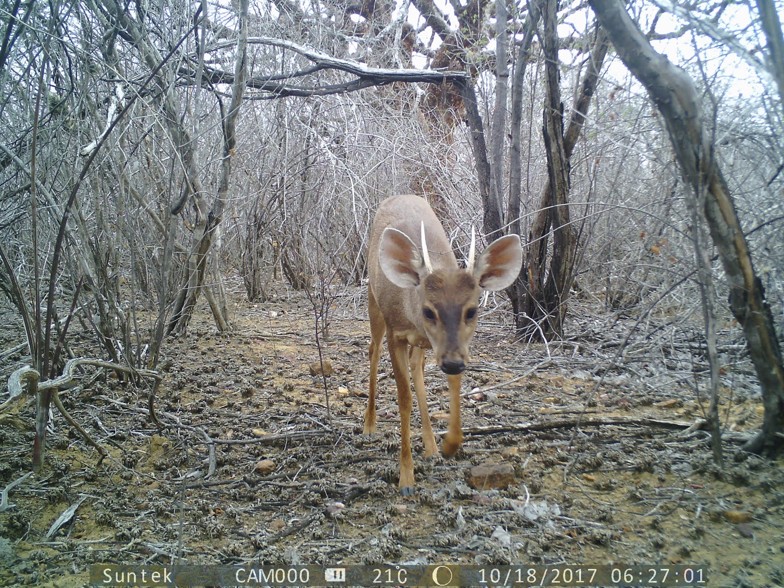 Um veado na caatinga