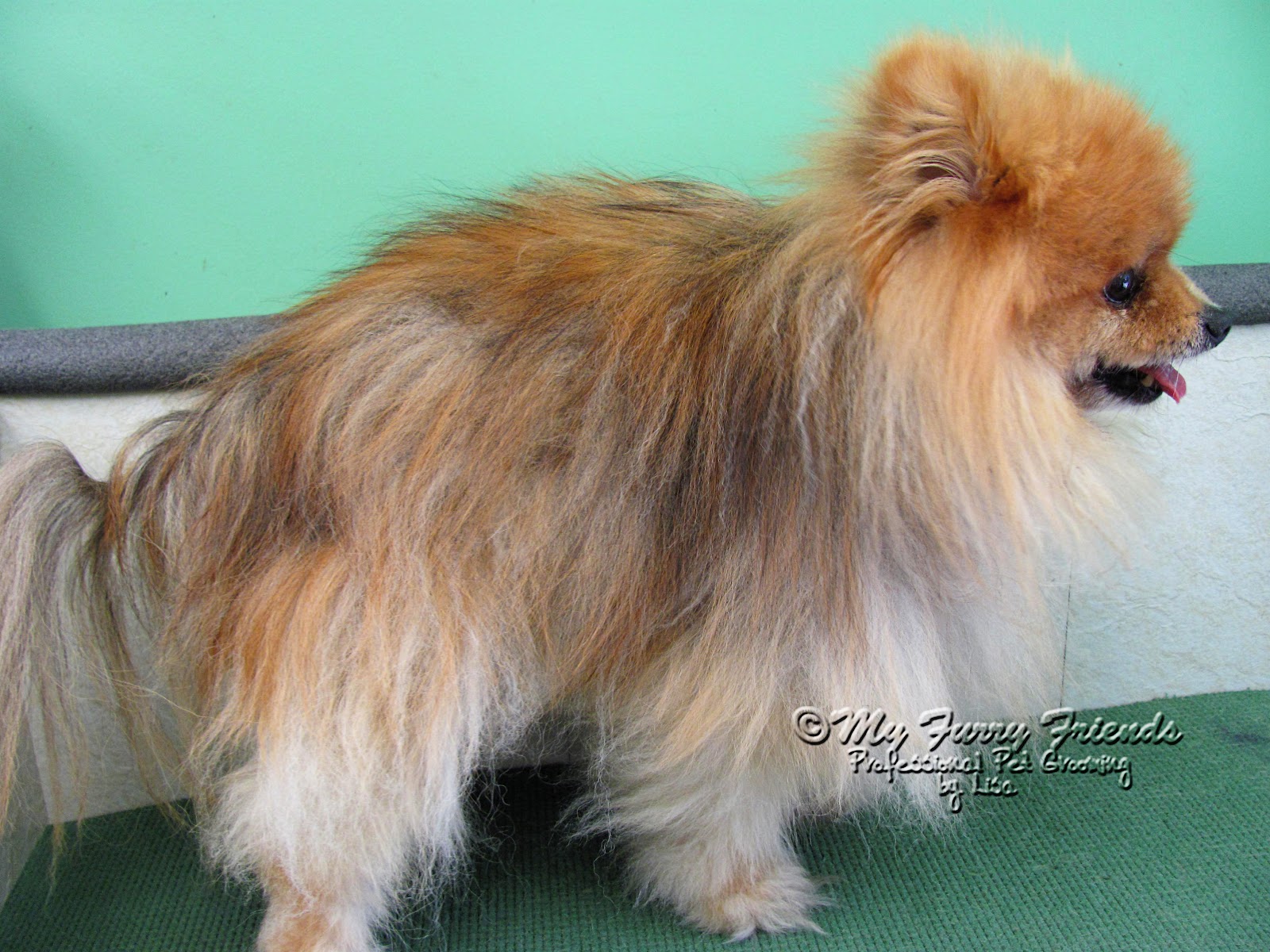 Why Is It Bad To Shave A Double Coated Dog