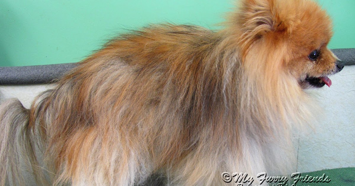 Does Clipping Ruin A Dogs Coat