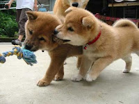Sonhar com cachorro mordendo Sonhar com cachorro mordendo