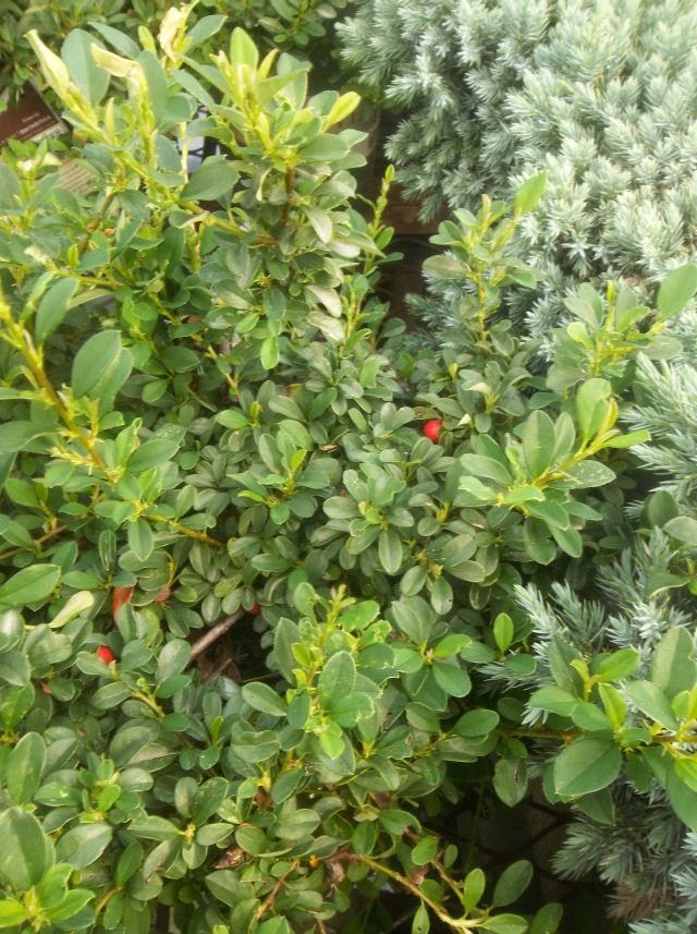 Plants Sean Mac Mahon Cotoneaster Horizontalis