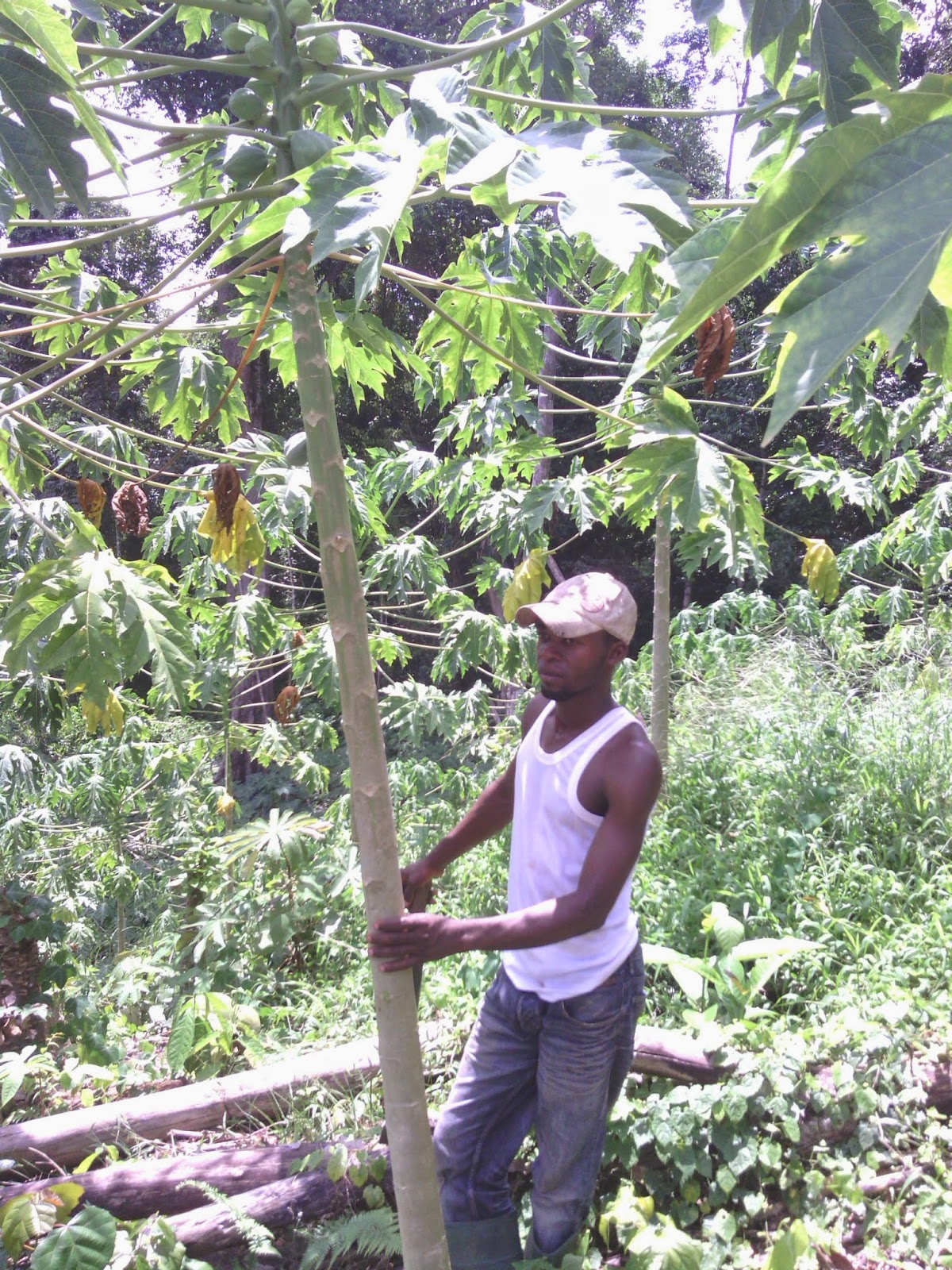 Fruits tropicaux du Cameroun & Bonabio Les ananas Cayenne Lisse de Calvin
