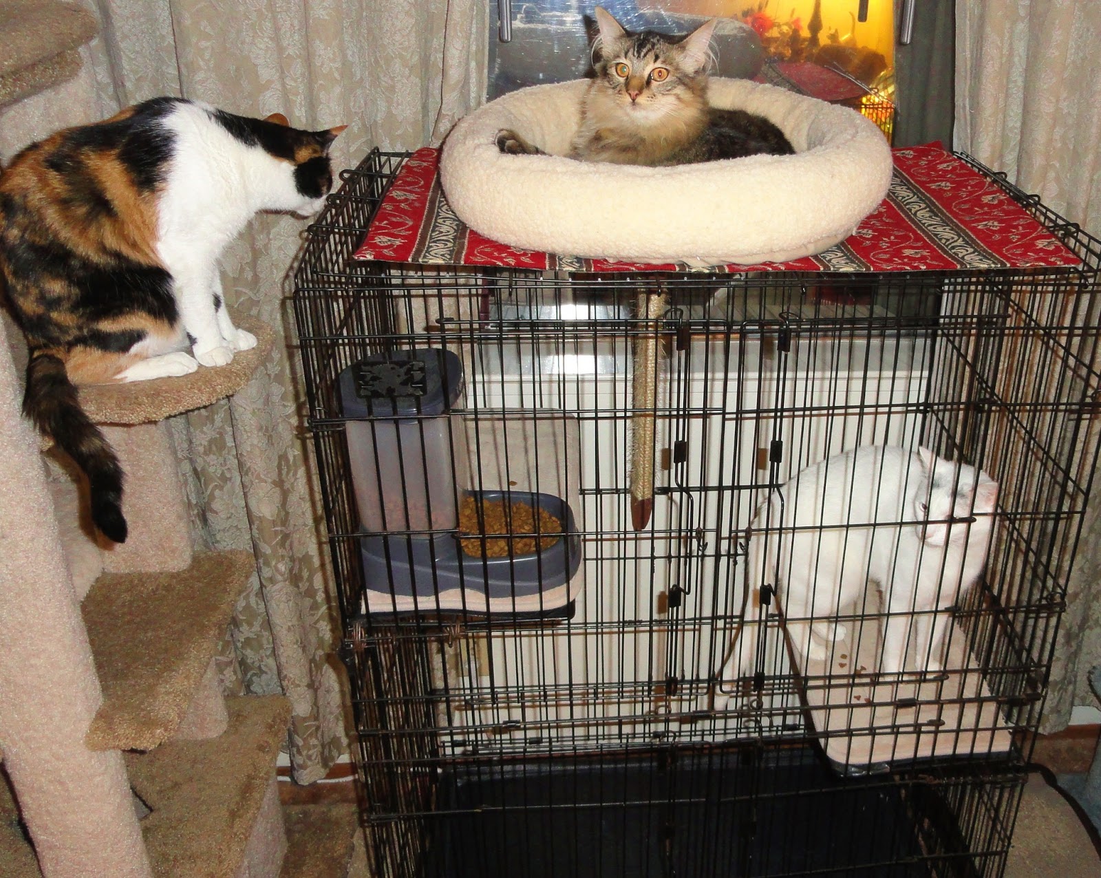 DOWAGER QUEEN Caged Cats