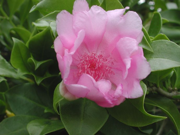 Rosa de Bayahíbe: Nueva flor nacional de República Dominic Rosa de Bayahíbe: Nueva flor nacional de República Dominic