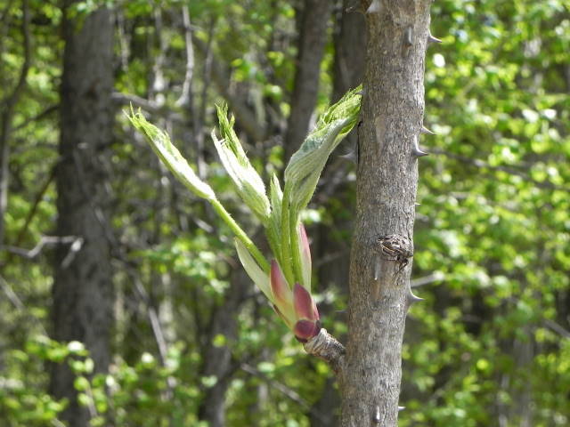 コドモリ Com ハリギリ 新芽 春光台公園 15 5 7