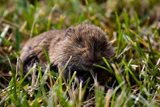Mouse | Animal Wildlife