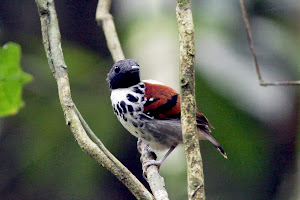 Spotted Antbird