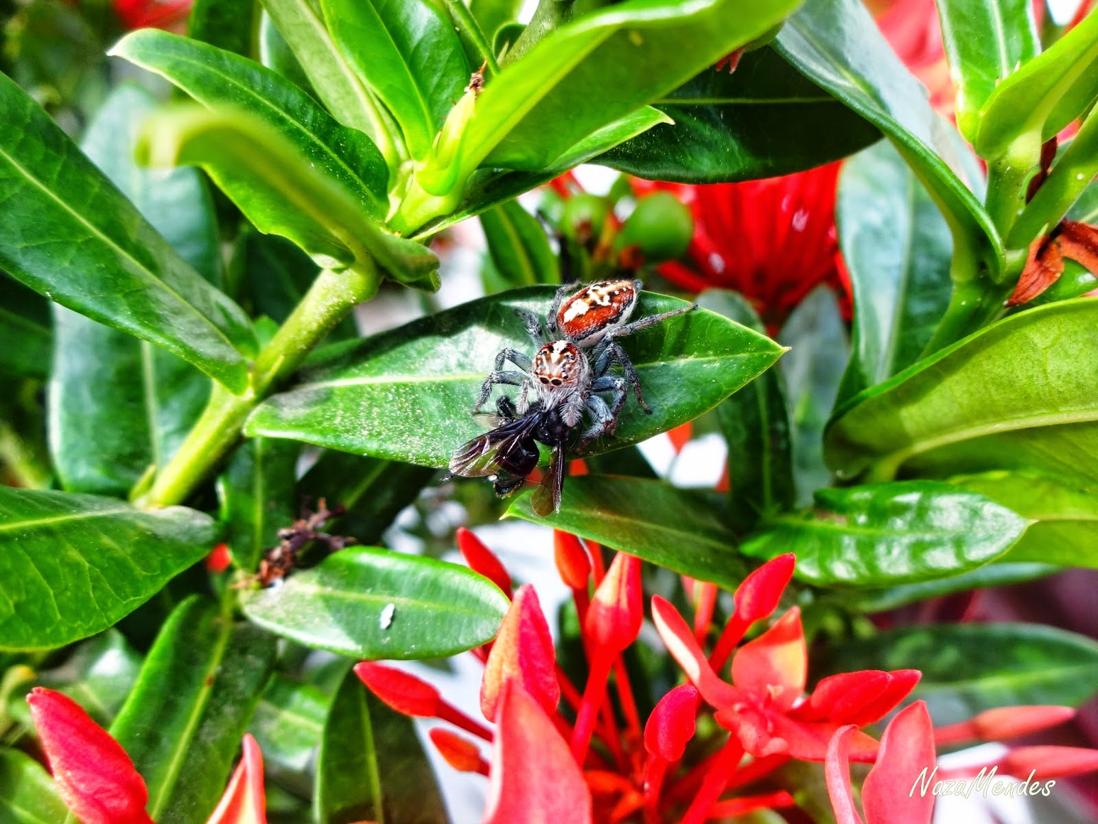 Família Salticidae, Gênero Frigga