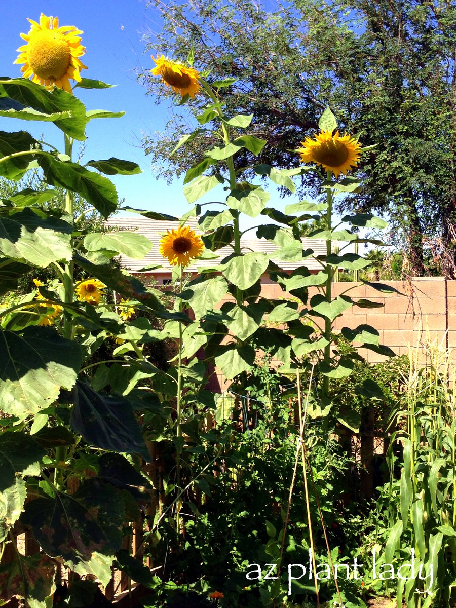 Winter Interest Shade Plants