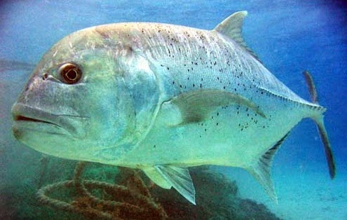 GT ( Giant Trevally ) atau Kuwe Gerong GT ( Giant Trevally ) atau Kuwe Gerong