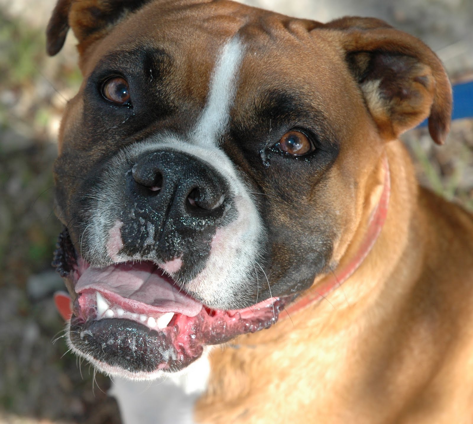 El ojo del buitre Perros Boxer