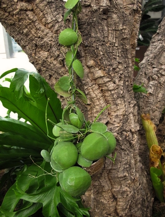 Dischidia pectinoides
