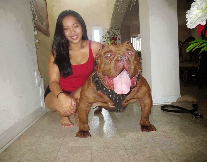 pit bull dogs wallpapers asian two bulls