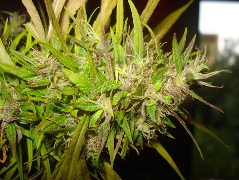 puntorojo (sativa pura)