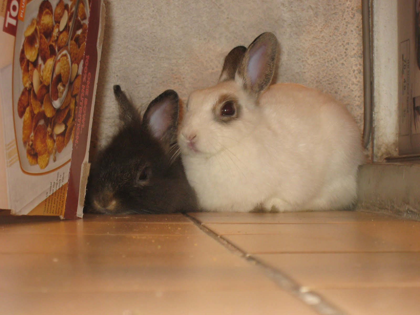 Mites and Rabbits Does my rabbit have mites?