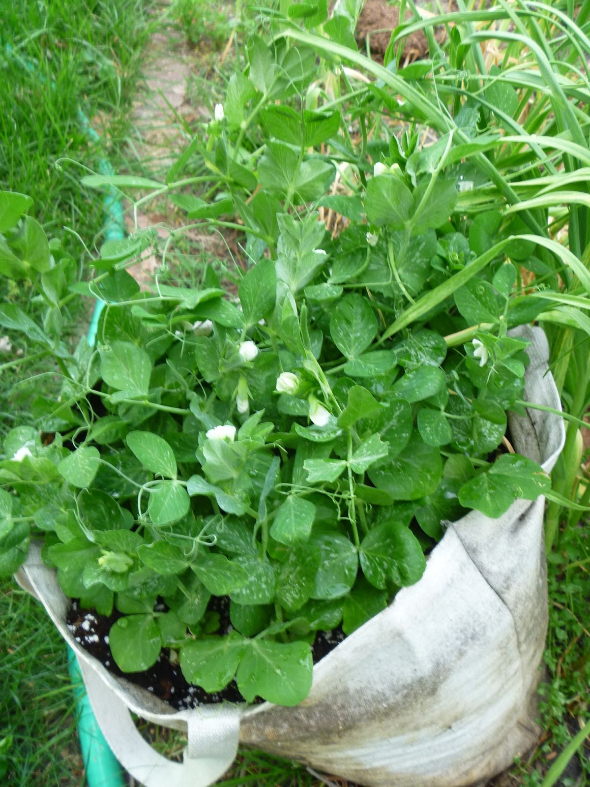 My Homemade Iowa Life Container gardening Peas in a pot (or bag)