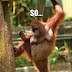 30 Funny animal captions - part 8 (30 pics) 