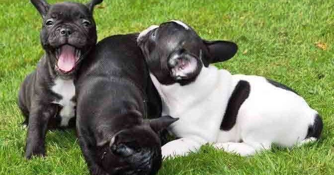 housebreaking a french bulldog puppy