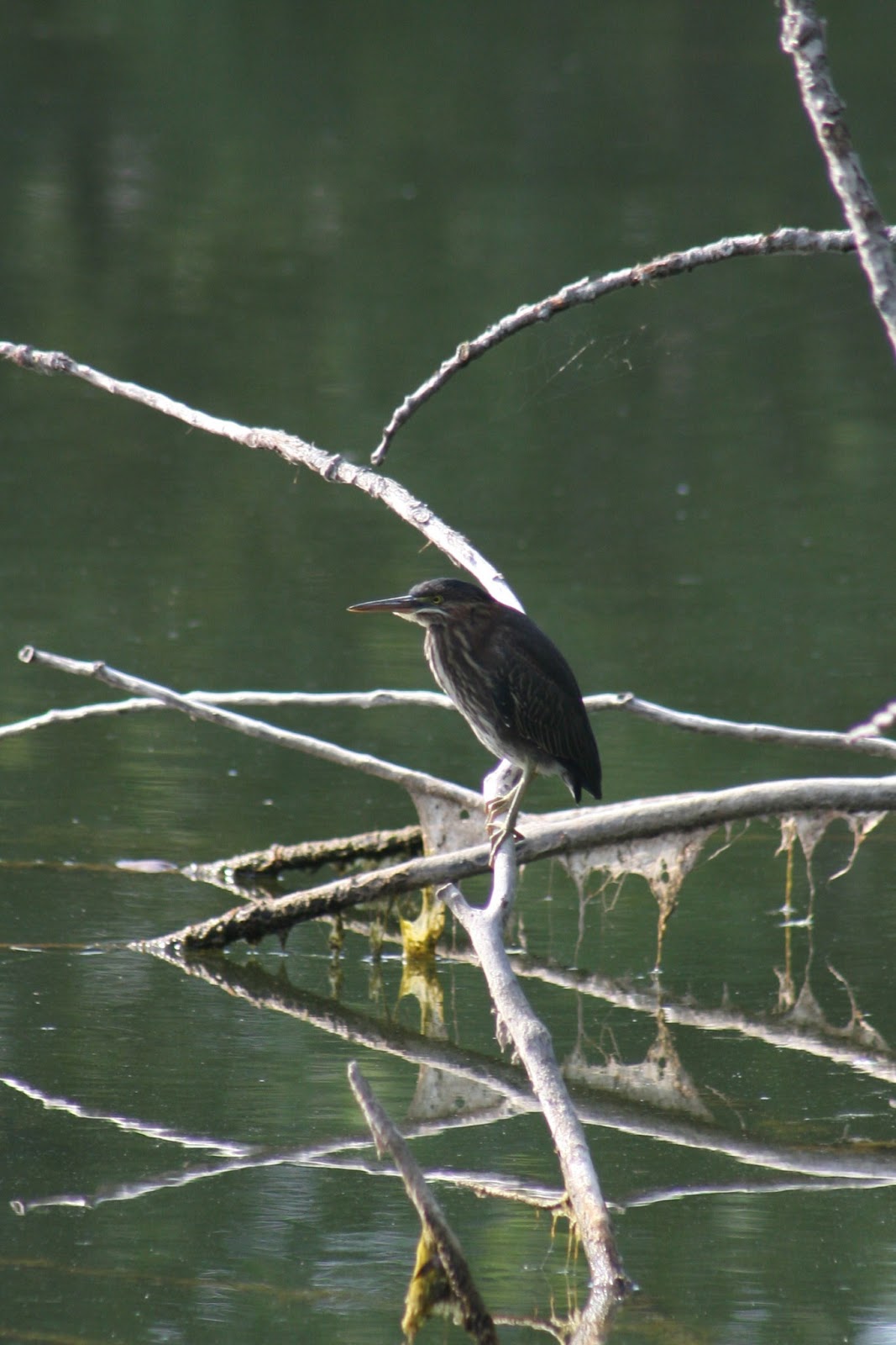 Isabella Conservation District Environmental Education Program Native
