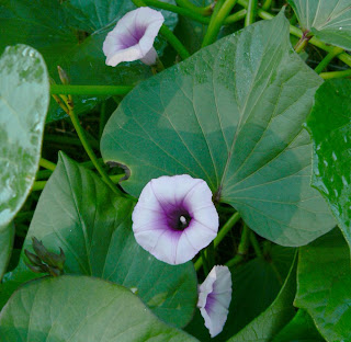 Ipomoea Batatas Flowers Ipomoea Batatas Flowers