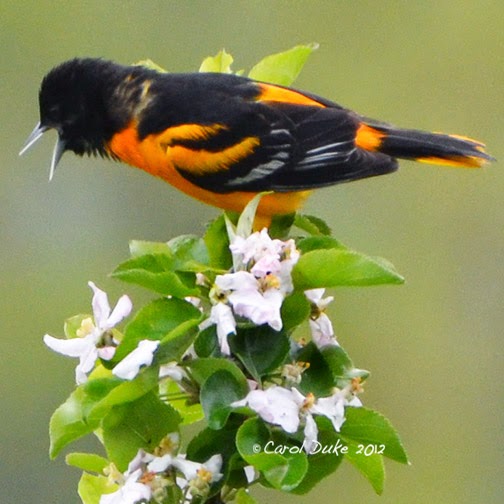 Flower Hill Farm Birds