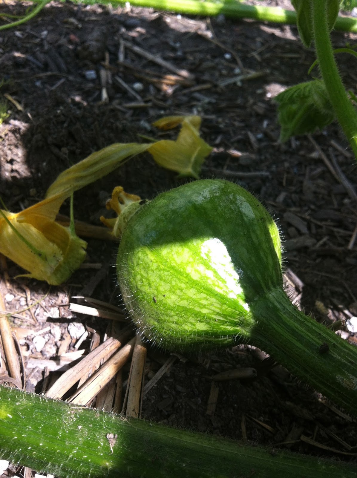 Crazy Suburban Gardener Rotten squash!
