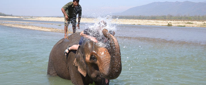 Elephant bathing in Chitwan