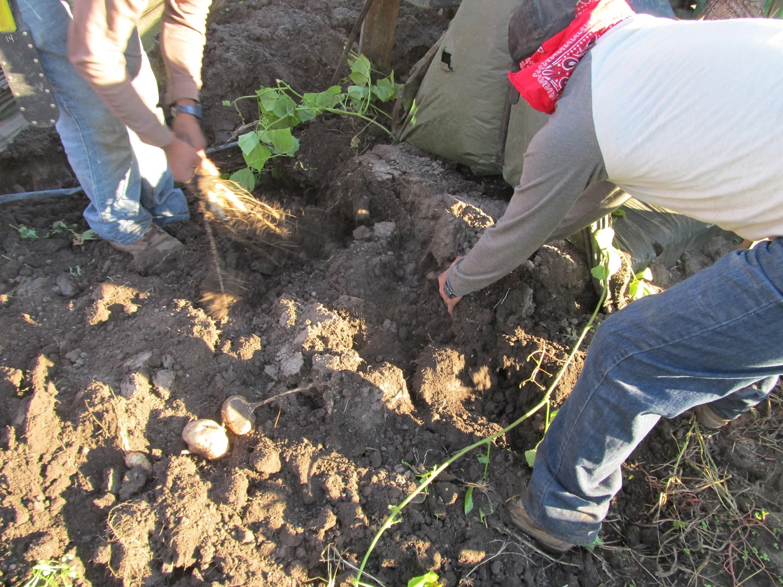 Harmony Valley Farm Vegetable Feature Jicama