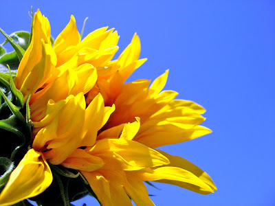 Koleksi Gambar Bunga Matahari Tercantik