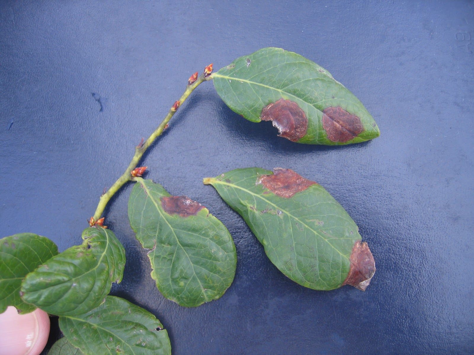 The NC Blueberry Journal: Evaluating leafspot effects